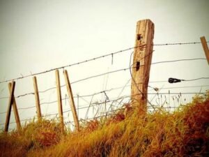 Stump grinding after tree removal